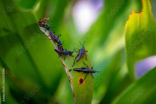 grasshoppers eating a leaf © Rican Thai Family