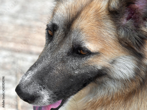 Close up Face of Dog Isolated on Blurry Background