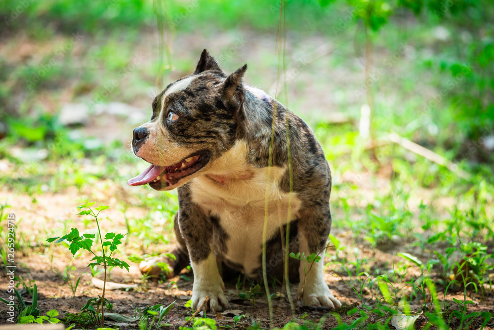 A English bulldog on daily activities in a day with nature lifestyle. A English bulldog on daily activities in a day with nature lifestyle.