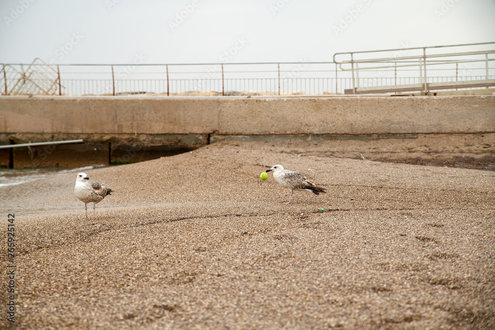 Obraz premium Goélands bruns, une balle de tennis au bec 1