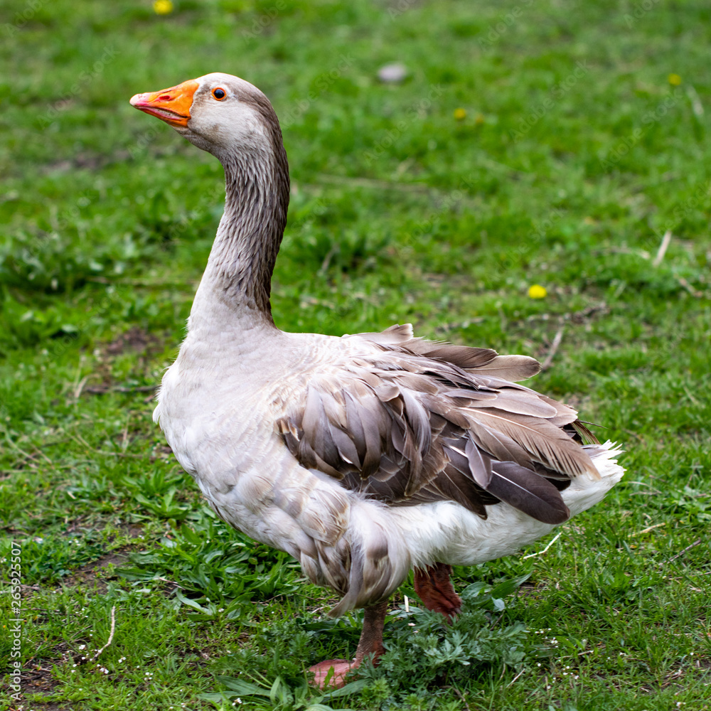 Geese in the grass. Domestic bird. Flock of geese. White geese Geese in the grass. Domestic bird. Flock of geese. White geese