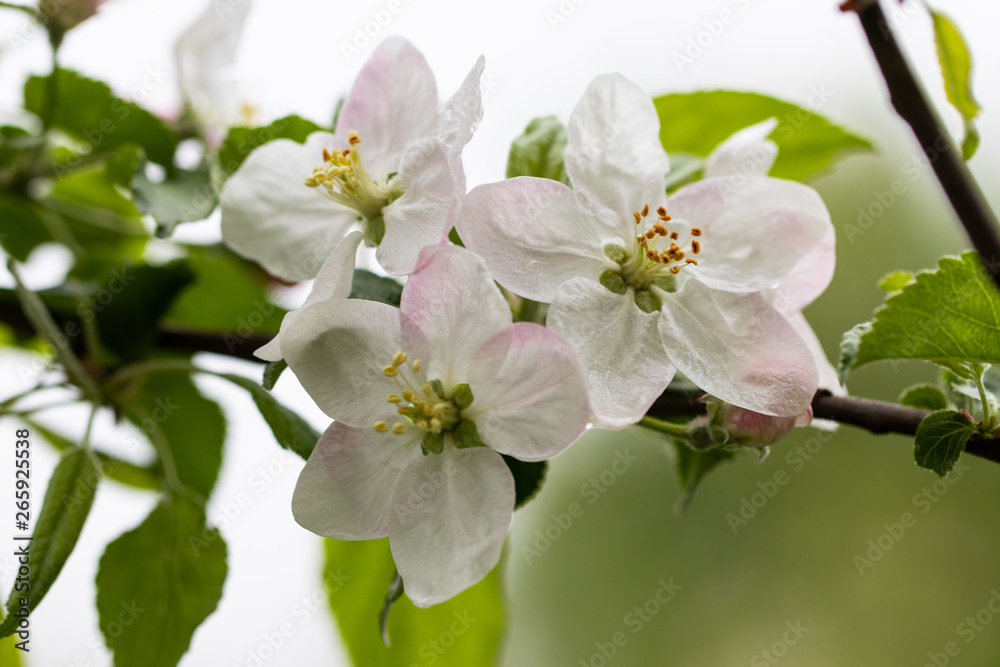 blooming apple tree branch, white flowers of apple tree blooming apple tree branch, white flowers of apple tree