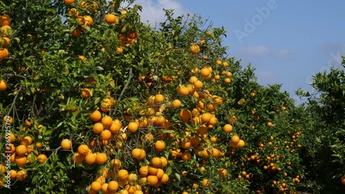 The camera drives past an orange grove in Spain with blue sky and sunshine.