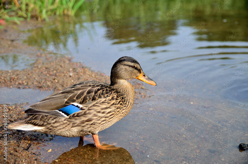 Close photo of a duck on the shore of a lake or river. The duck is located on the bottom left of the photo.