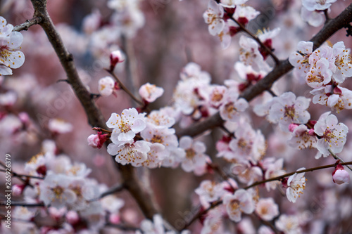 An image of a flowering tree. Image of cherry blossoms.