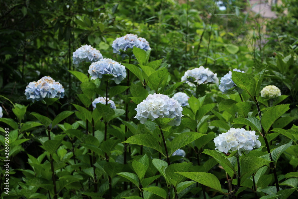 紫陽花 紫陽花
