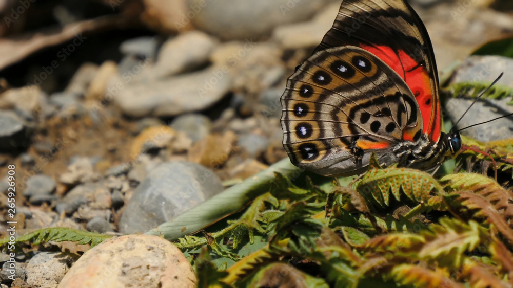 Insects butterflies in the wild, close-up, beauty of wildlife Insects butterflies in the wild, close-up, beauty of wildlife