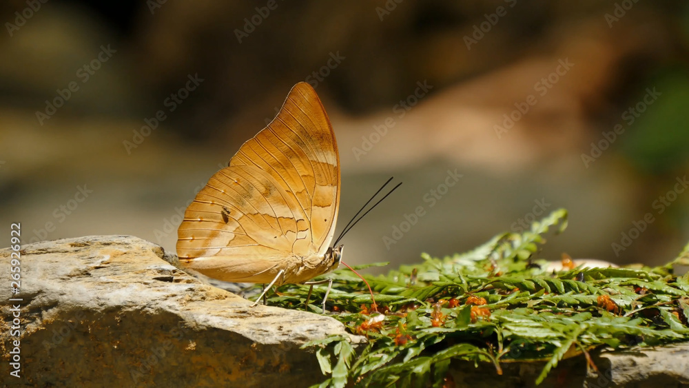 Obraz premium Insects butterflies in the wild, close-up, beauty of wildlife
