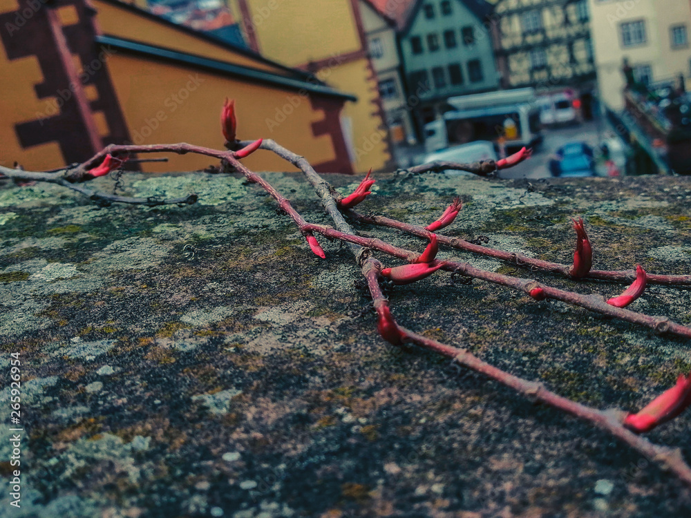Rote Knospen an Zweigen  auf einer mittelalterlichen Mauer. Natur und Blütezeit im Frühling. Das Bokeh eines Dorfes im Hintergrund
