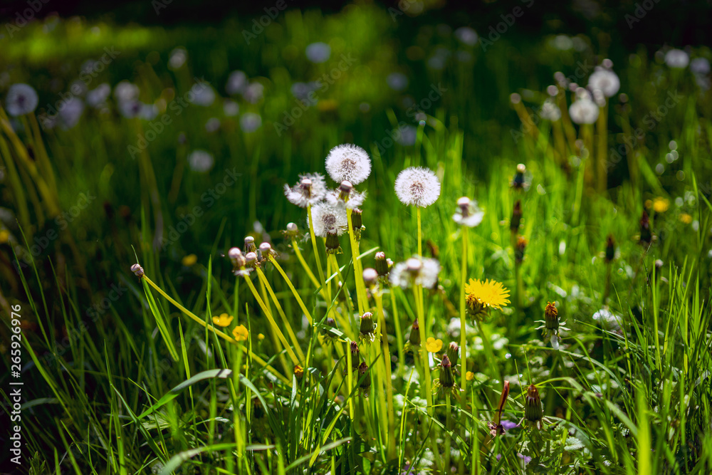 dandelion on the meadow, Mediterranean, Croatia, spring