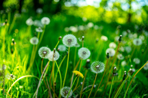 dandelion on the meadow, Mediterranean, Croatia, spring