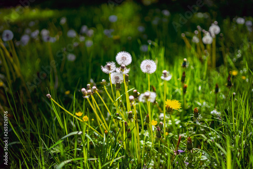 dandelion on the meadow  Mediterranean  Croatia  spring