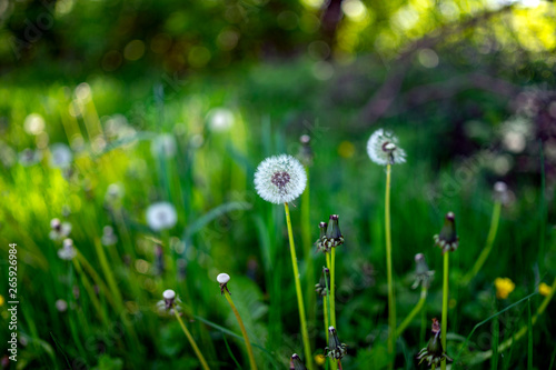 dandelion on the meadow  Mediterranean  Croatia  spring