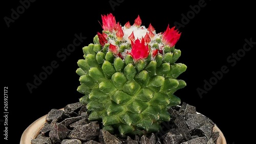 Time-lapse opening red Mammillaria flower buds ALPHA matte, Full HD (Mammillaria polythele) photo