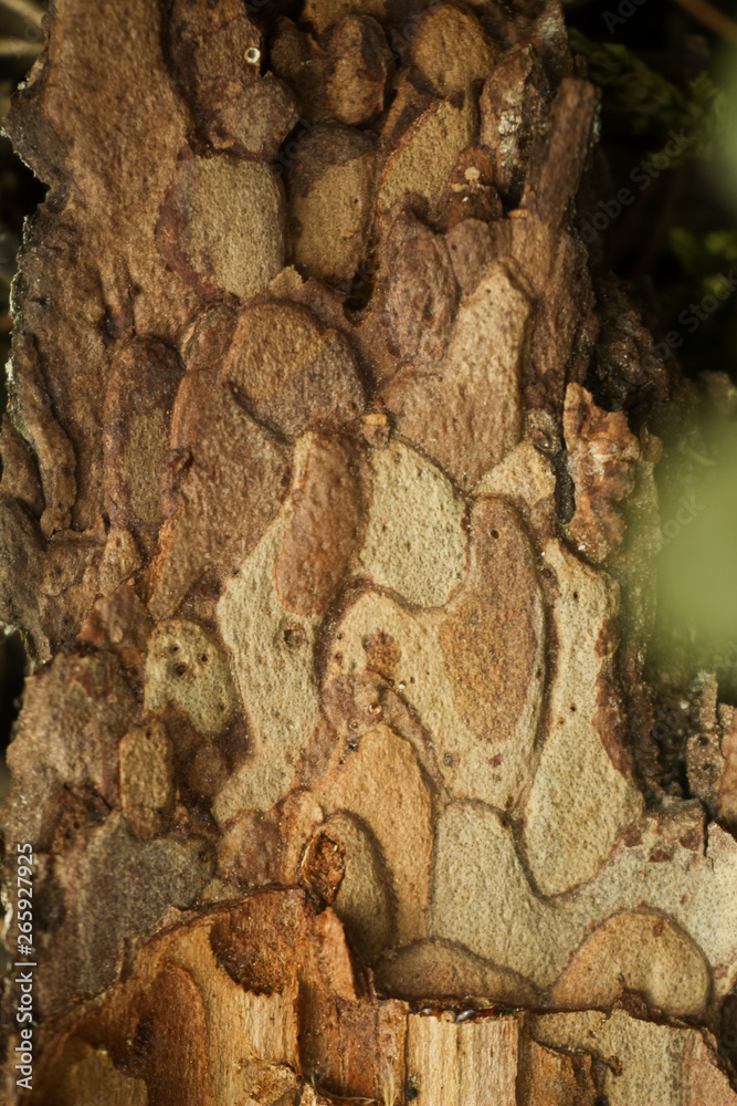 macro photo of pine bark wood texture from the inside in the green macro photo of pine bark wood texture from the inside in the green