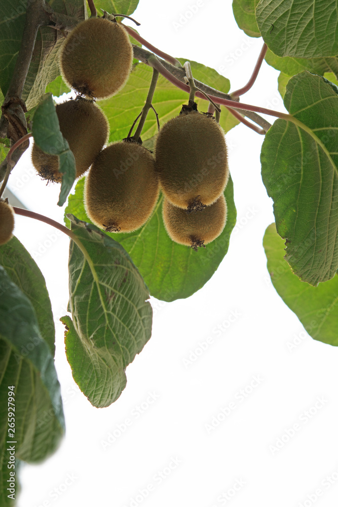 Fototapeta premium Kiwi fruits on a tree