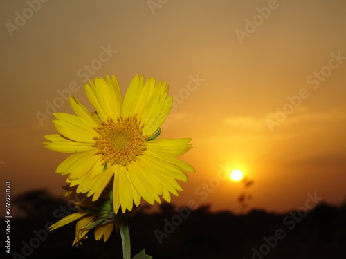 the blossom with sunset