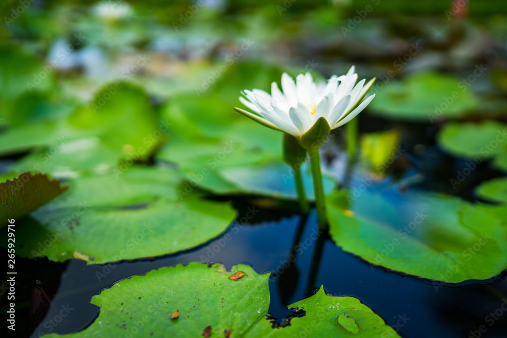 Beautiful white water lily or lotus flower with green leaf in pond. Nature background. Lotus flower in the natural conditions of the reservoir. Beautiful white water lily or lotus flower with green leaf in pond. Nature background. Lotus flower in the natural conditions of the reservoir.