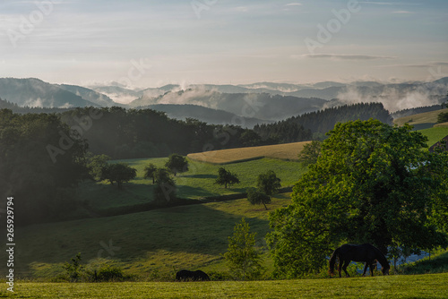 Scenic panoramic view of the picturesque mountain valley with summer foggy sunrise. Colorful countryside landscape with mountain forests and meadows with a grazing horses. Germany, the Black Forest.