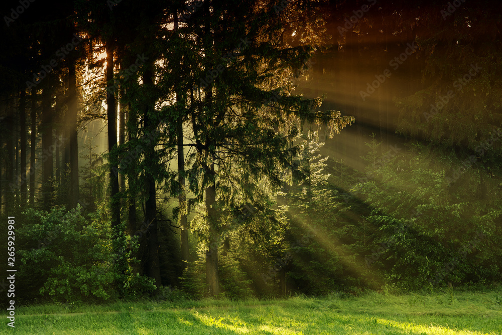 Obraz premium Black Forest in Germany. Morning sun shines through the golden foggy woods. Magical summer morning time. Romantic background. Sunrays before sunrise. Dreamy travel background.