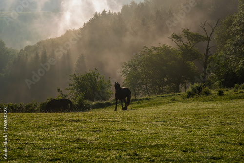 Early sunrise over morning mist on meadow hills. Silhouette of horses in a foggy field during a sunrise. Muhlenbach village, in Baden-Wurttemberg, Germany.