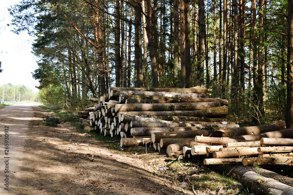 Big pile of trees in a forest road. Forest industry. Carved tree trunks lie in the forest. Renewable resource forest ready to harvest.