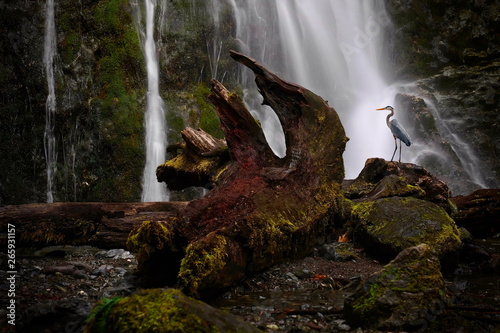Fototapeta Naklejka Na Ścianę i Meble -  Great Blue Heron standing on a fallen tree by  waterfall in rain forest.  Madison Falls on Elwha river near Port Angeles. Olympic National Park. WA. USA