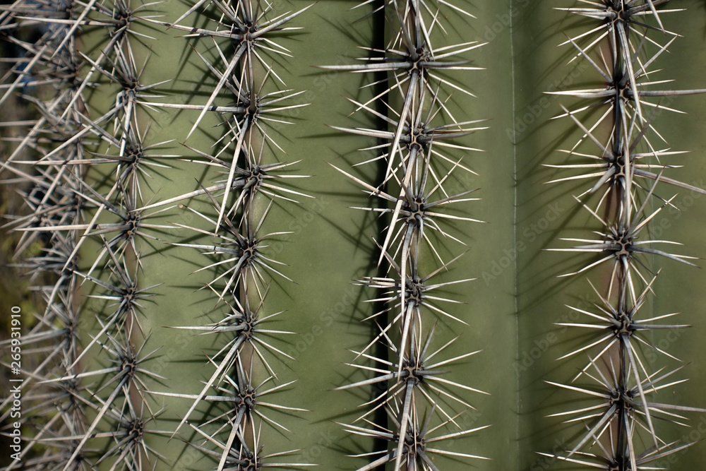 close up of a cactus close up of a cactus