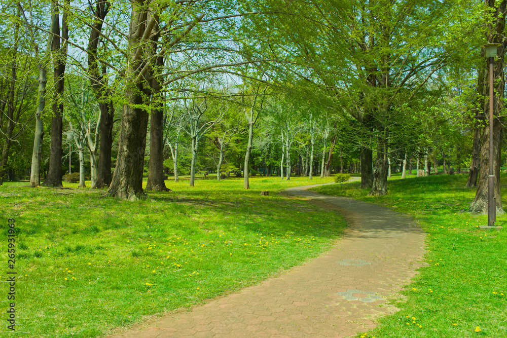 Fototapeta premium Garden path