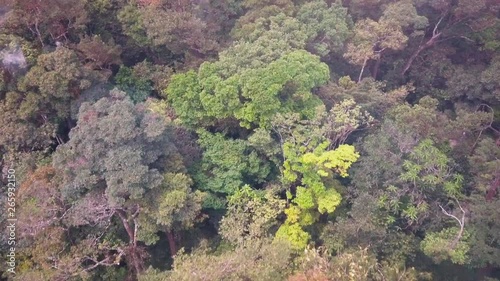Aerial Top View of the Big Forest in Summer. High Angle View, Dolly Shot