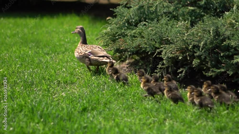 Family of ducks walking on the green grass in the park on a sunny day. Slow motion. Close-up. Flock of birds in nature. Camera follows ducklings Family of ducks walking on the green grass in the park on a sunny day. Slow motion. Close-up. Flock of birds in nature. Camera follows ducklings