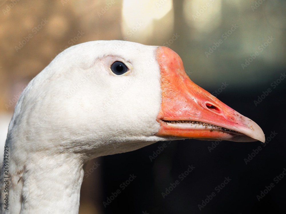 The portrait of a bird. Beautiful white goose