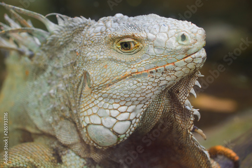 The head of an ordinary iguana close up
