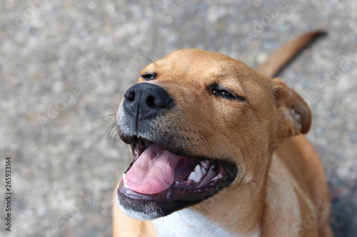 Smiling Dog