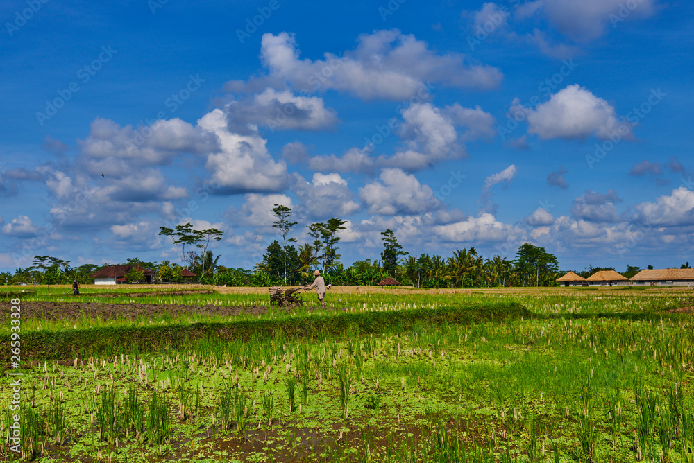 Indonesian farmer working his field with a machine. Green fresh grass, coconut palms on the background and bright blue sky above. Travel to non-touristic places of the island. Bali, Indonesia.
