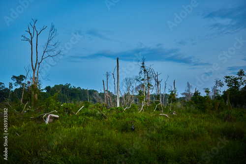 Dead woods in rainforest near of Kenyir Lake, Terengganu, Malaysia. Country road. The concept of ecological tourism © eskstock