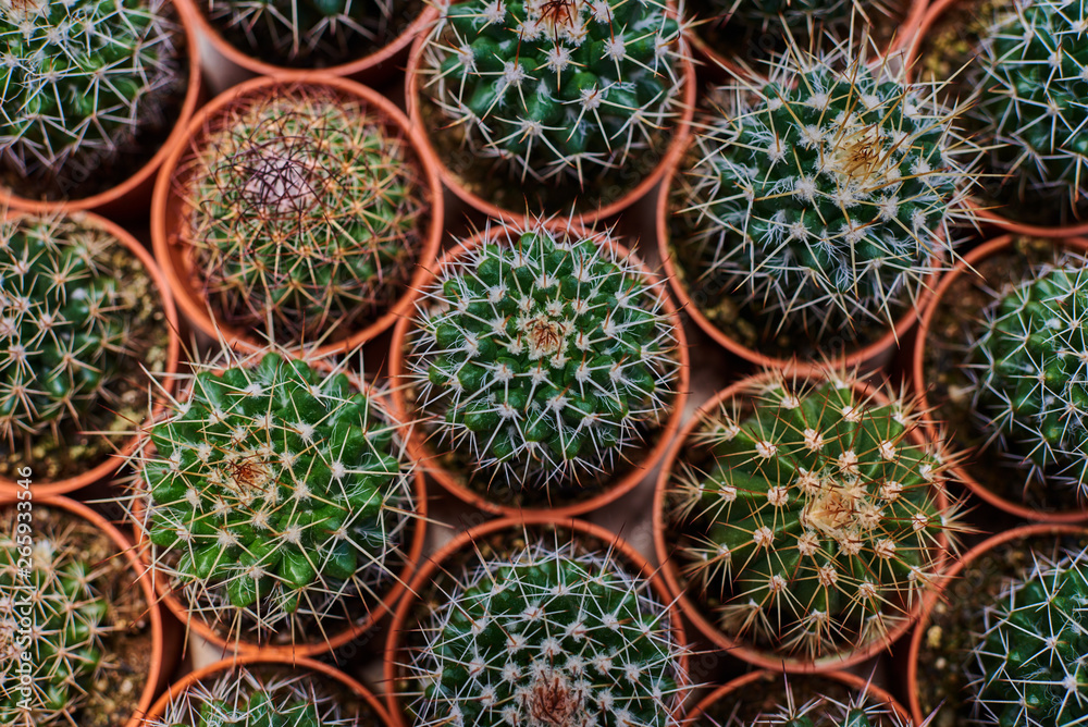 Collection of cactus plants in pots. Small ornamental plant. Selective focus, top-view shot. Cactus plant pattern. Natural background. Green texture background. Collection of cactus plants in pots. Small ornamental plant. Selective focus, top-view shot. Cactus plant pattern. Natural background. Green texture background.