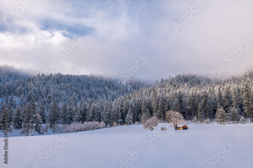 Snowy Mountain Meadow