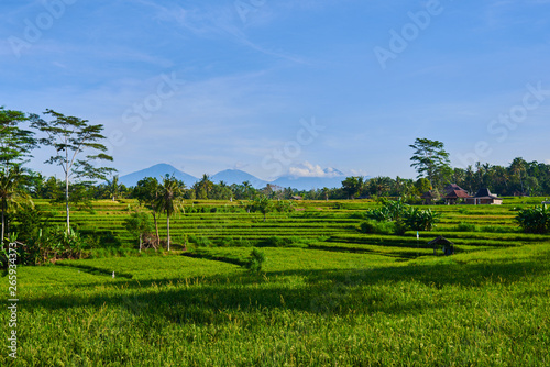 Spectacular view of organic rice fields on terraces of Bali, Indonesia. The volcano Agung on the background. Jatiluwih rice terraces located in the middle of Bali.The concept of ecological tourism