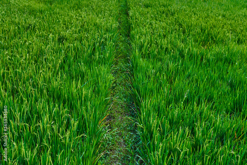 Fototapeta premium Rice flowers and seeds in paddy fields with natural background, food and rice product display. Healthy food. Great source of energy. Rich source of carbohydrates. Bali, Indonesia. Nftural background.