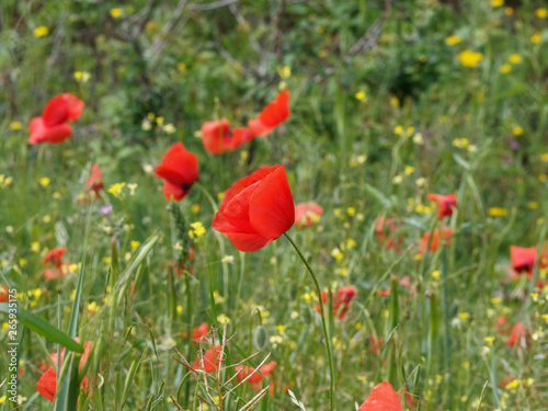 Fleurs épanouies rouges de coquelicots dans un champ 'Papaver rhoeas' © Marc