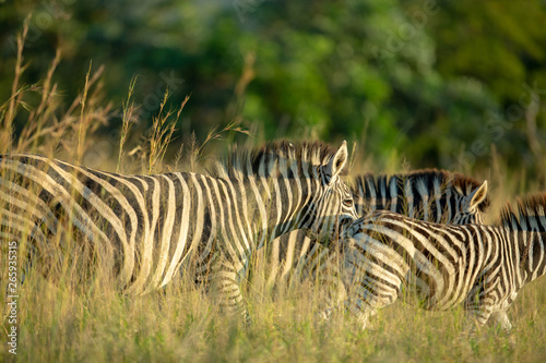 Zebra's in the afternoon sunlight © Darrel