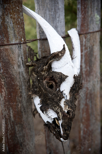 Canvas Print decomposed sheeps head on a fence hill end australia