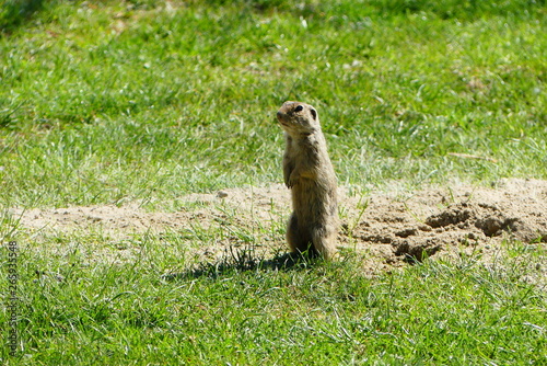 Wallpaper Mural Erdmännchen Torontodigital.ca