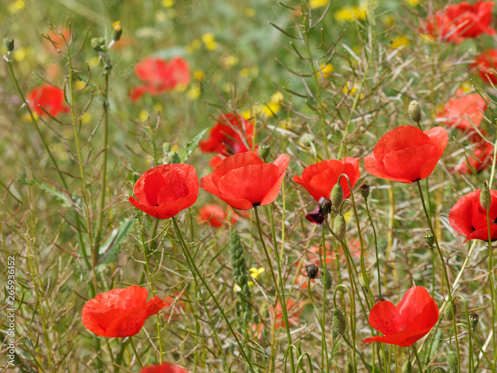 Fototapeta premium 'Papaver rhoeas' Rote Mohnblumen oder Klatschmohnen in einer grünen Wiese