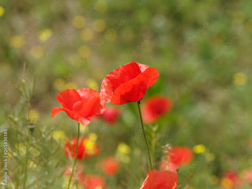 'Papaver rhoeas' Rote Mohnblumen oder Klatschmohnen in einer grünen Wiese 'Papaver rhoeas' Rote Mohnblumen oder Klatschmohnen in einer grünen Wiese