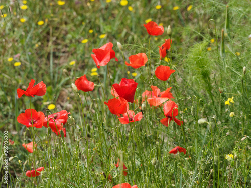 'Papaver rhoeas' Rote Mohnblumen oder Klatschmohnen auf einem Feld