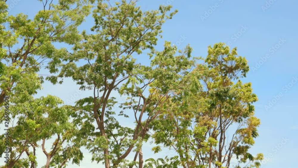 新緑の木と青空 新緑の木と青空