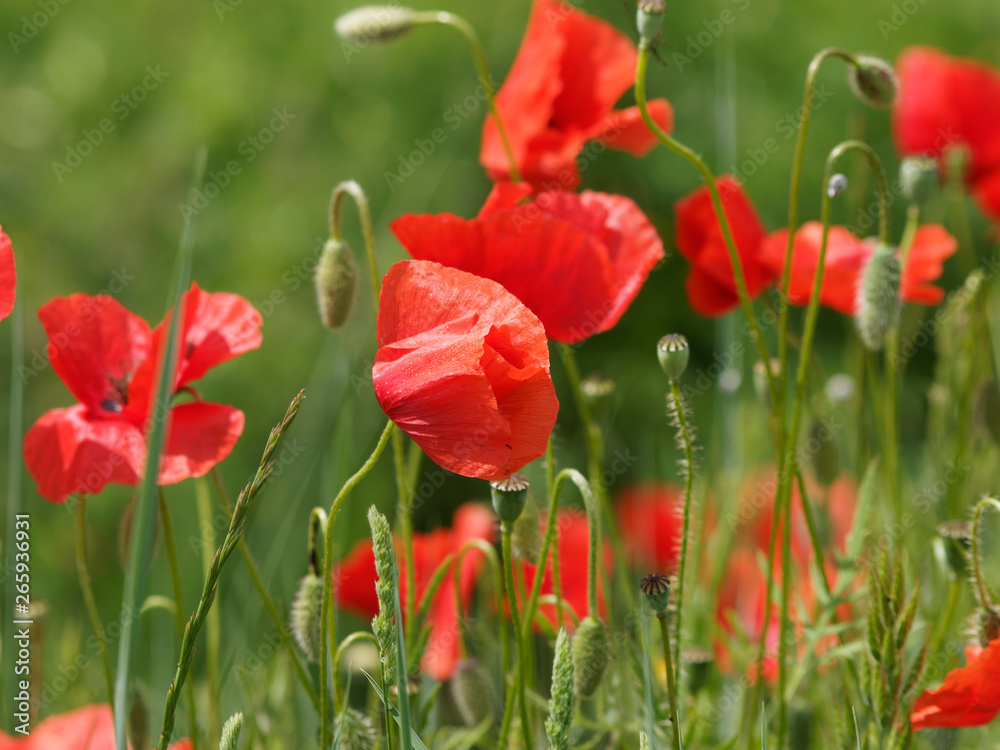 Obraz premium Rote Mohnblumen oder Klatschmohnen 'Papaver rhoeas'