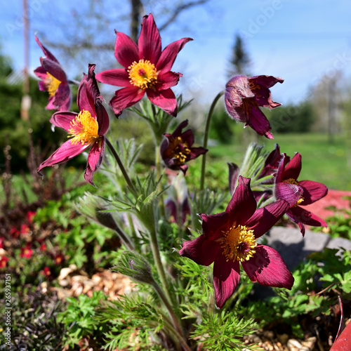 Pulsatilla - pasque flower outdoors with purple flower.